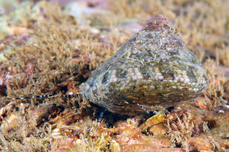 Gibbula